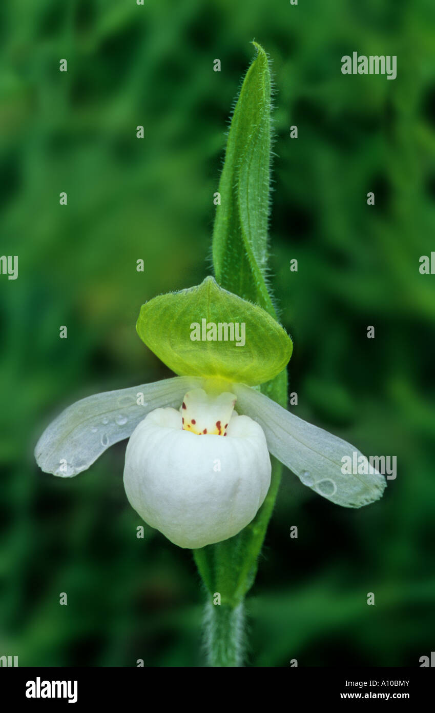 knstliche wetterfeste balkonblumen Knstlicher Blumenkasten