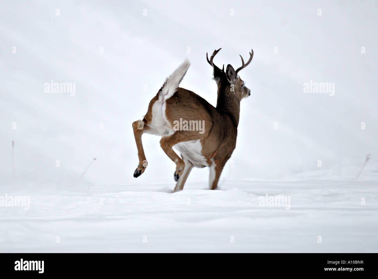 Whitetail Deer Buck Stockfoto