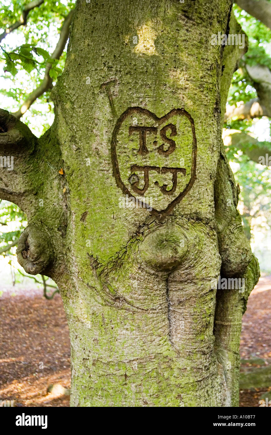 Graffiti in Baumrinde gehauen Stockfoto