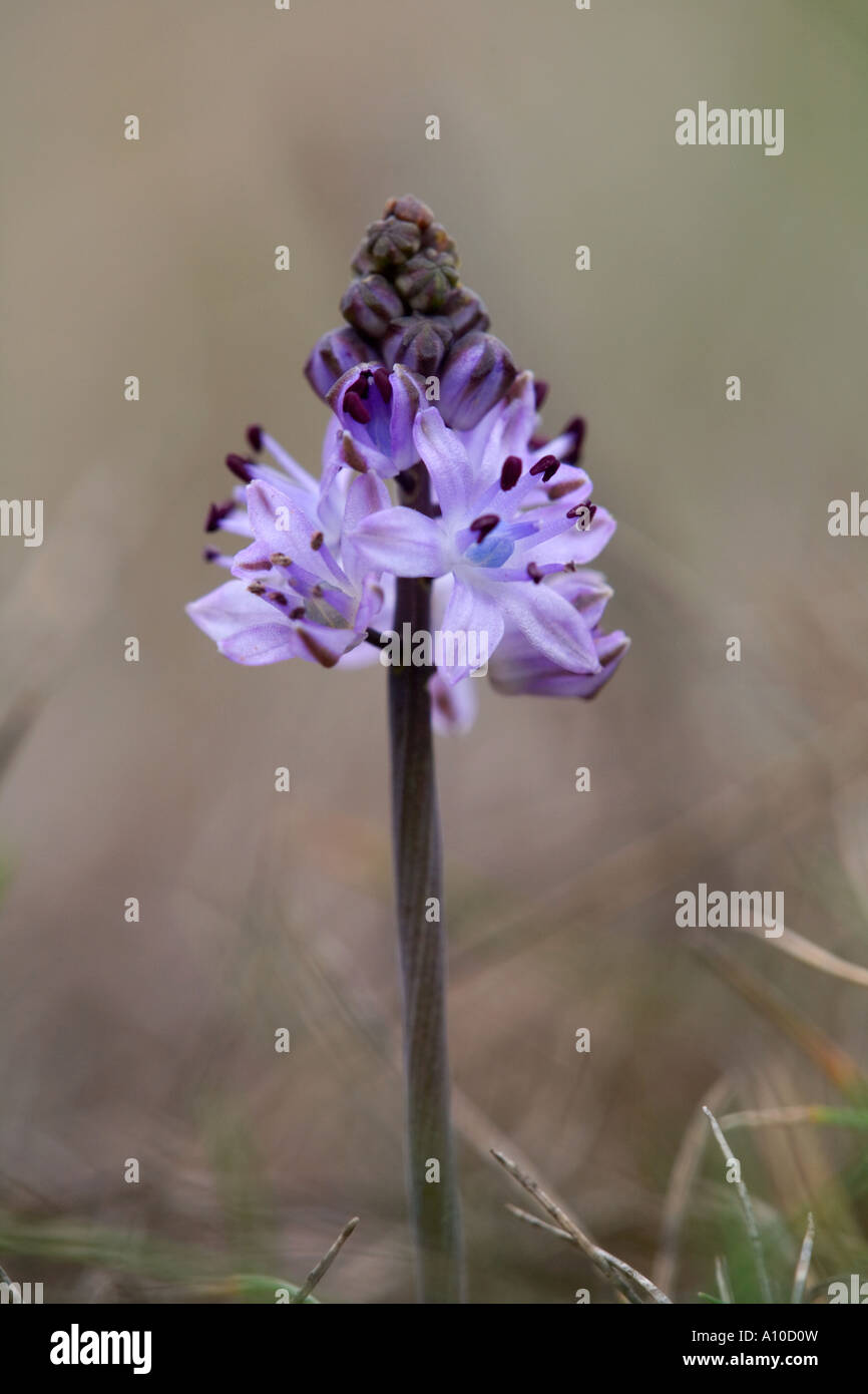 Herbst Blaustern Scilla Autumnalis wächst in der Nähe von Lizard-cornwall Stockfoto