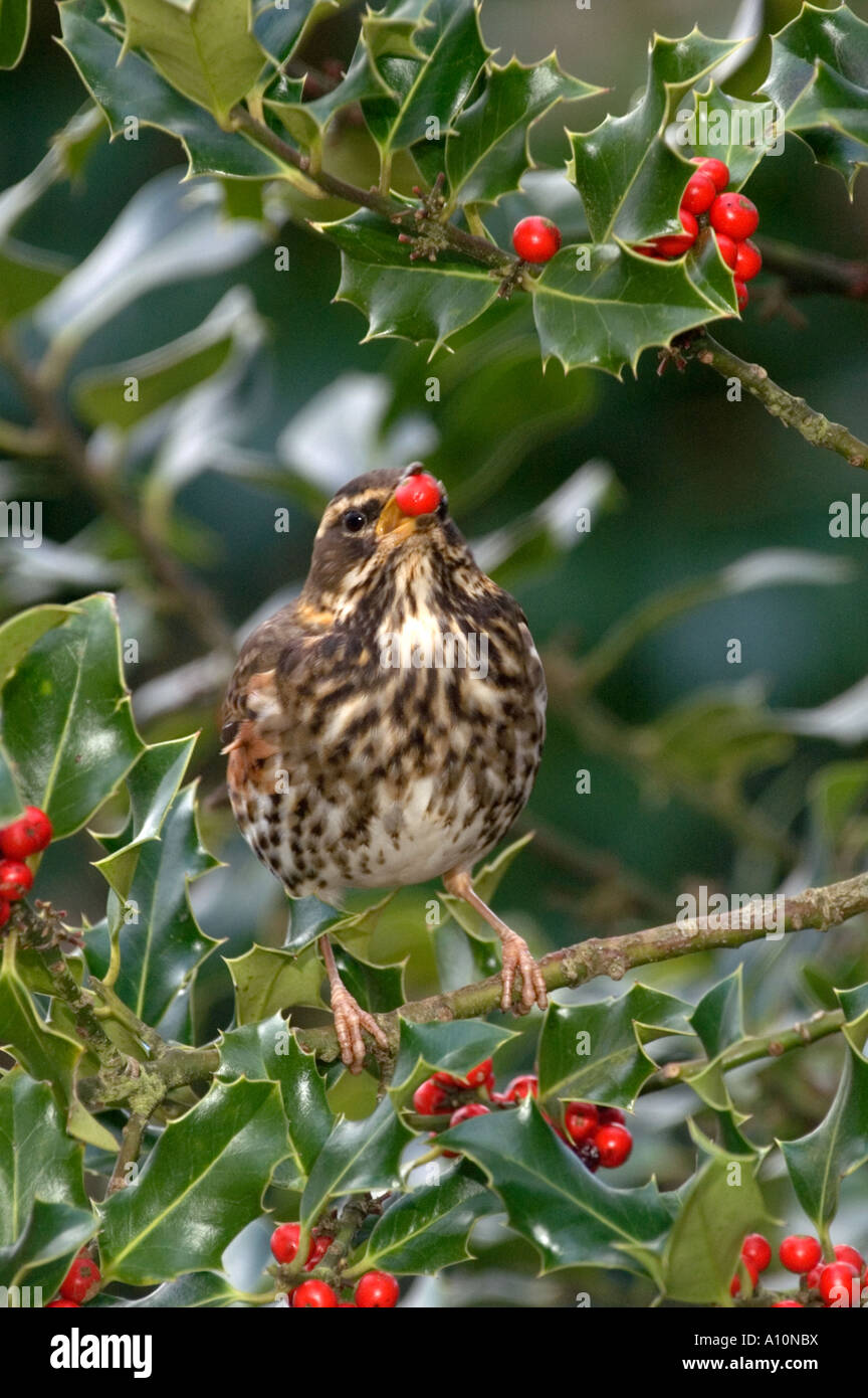 Rotdrossel Turdus Iliacus ernähren sich von Beeren der Stechpalme winter cornwall Stockfoto