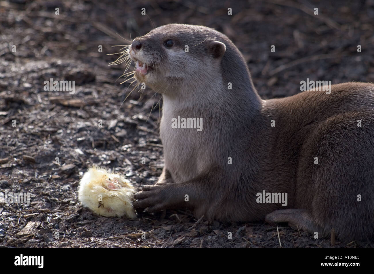 Orientalische kleine krallenbewehrten Otter im Zoo von Edinburgh ernährt sich von Tag alte Küken aufgetaut für den Zweck Stockfoto