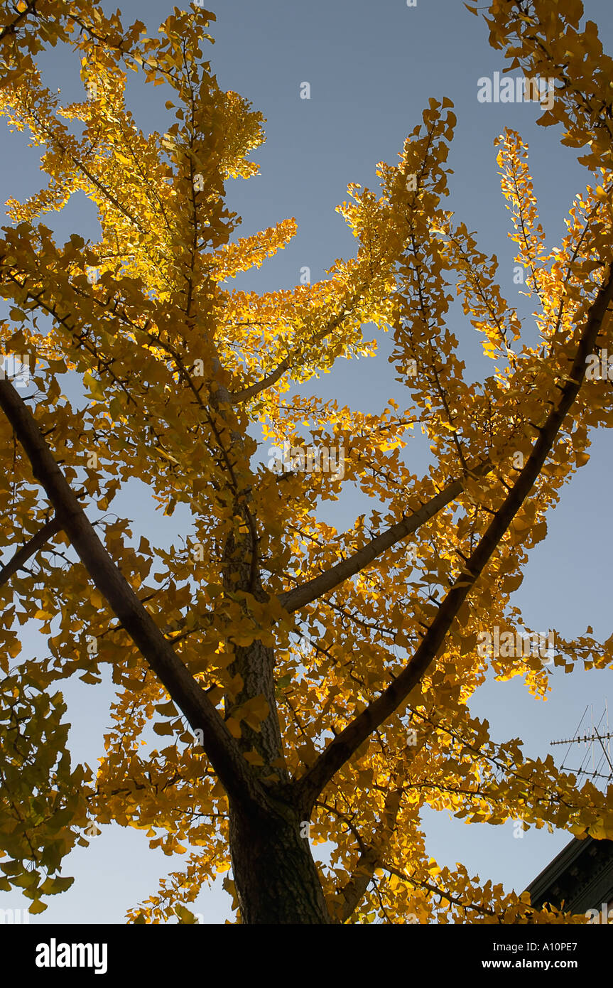 Konzeptuelle Form eines Baumes von unten vertikal Stockfoto