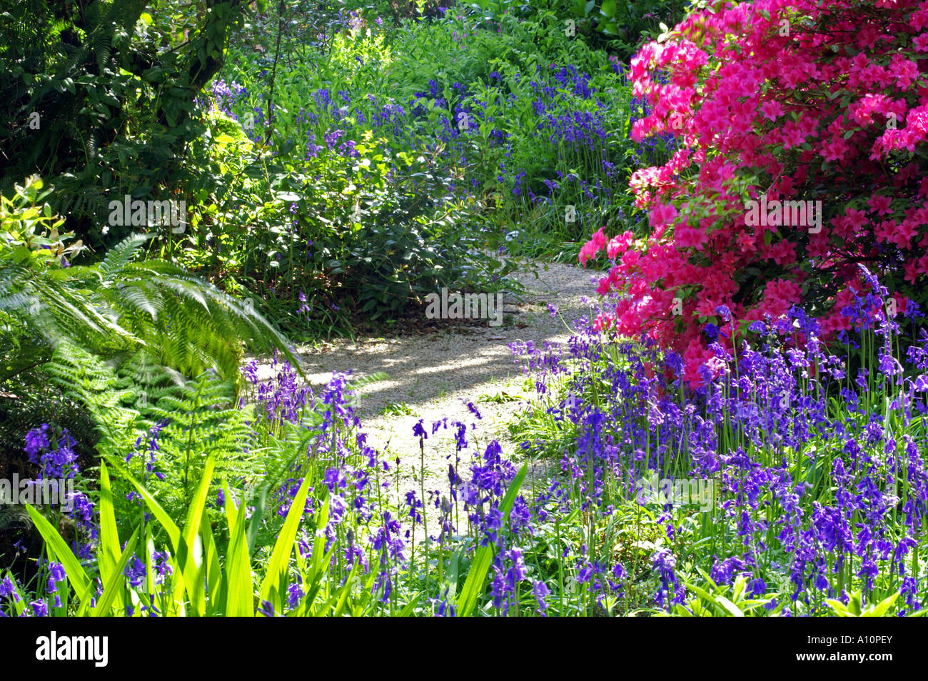Trewidden Garten Cornwall im Frühjahr Stockfoto