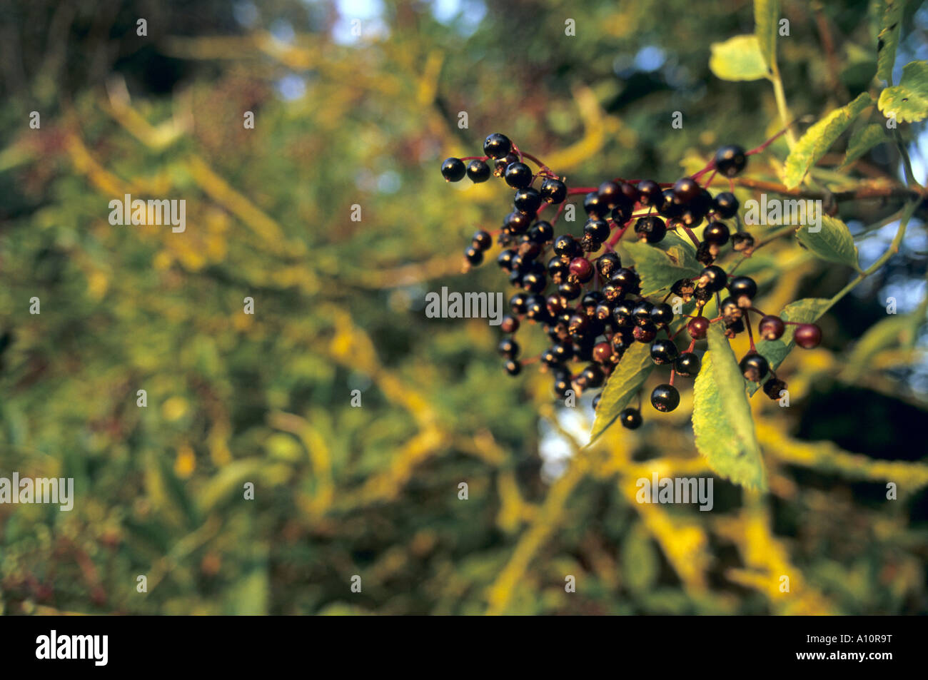 Ältere Beeren in eine Hecke cornwall Stockfoto