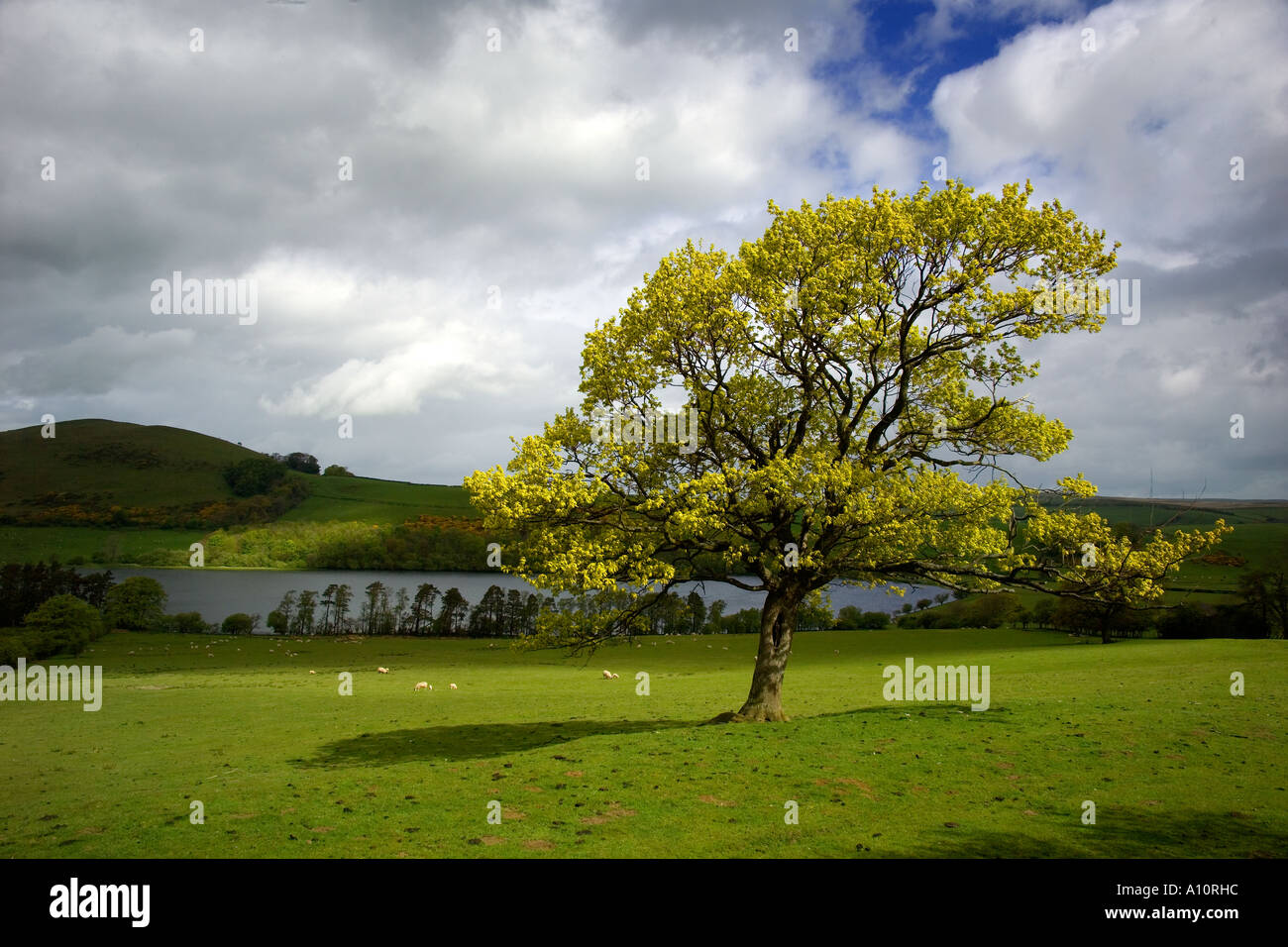 Ein einsamer Baum gefangen im Frühjahr Licht im Lake District, England Stockfoto