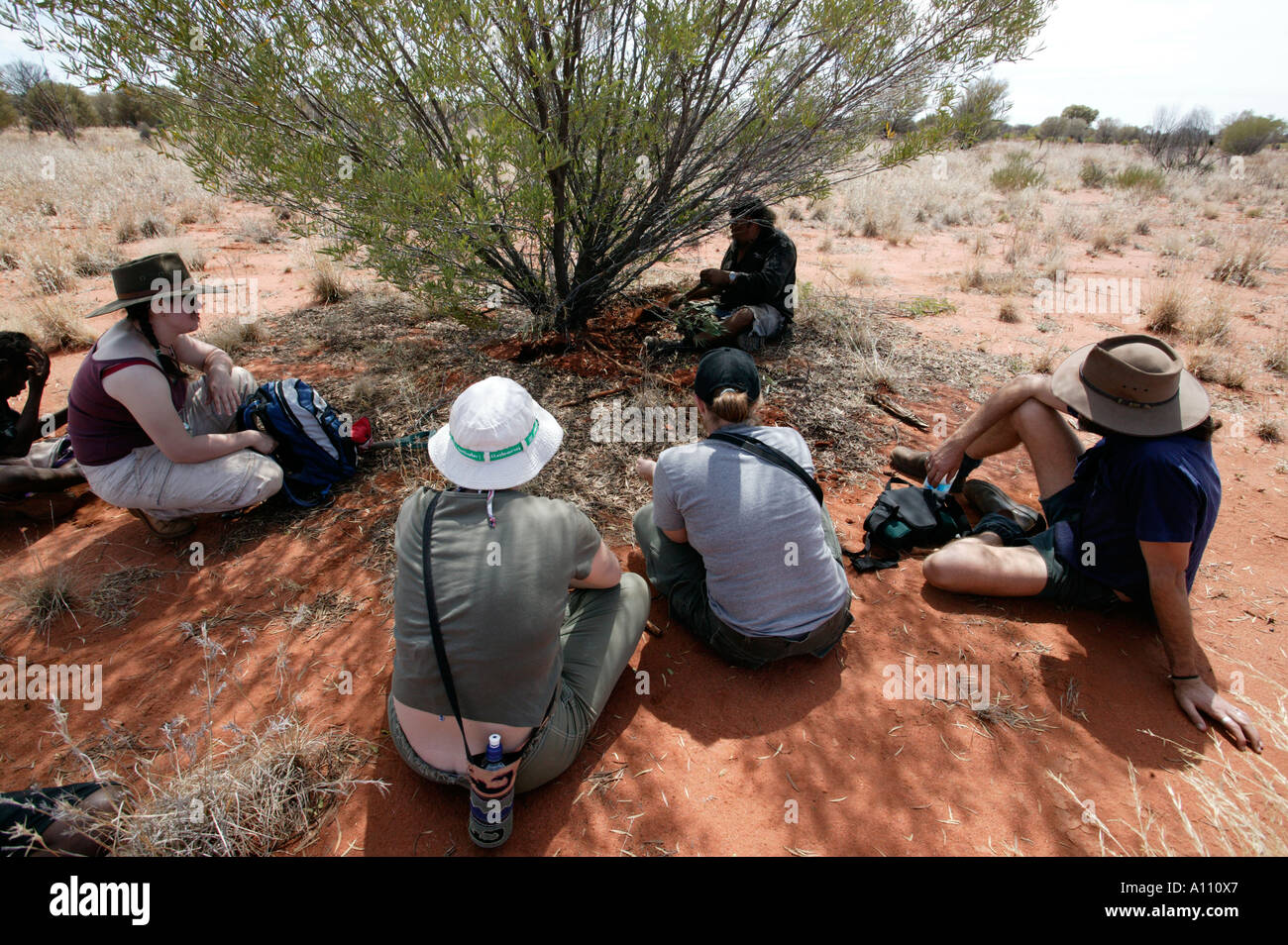 Aborigine-Frau zieht eine Witchetty Grub von der Wurzel des Witchetty Busch, Anangu Pitjantjara Heimat, South Australia Stockfoto