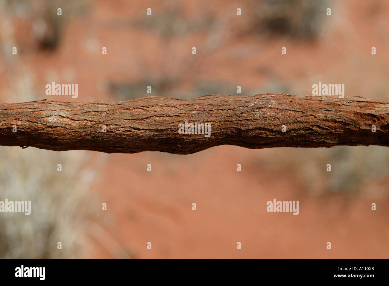 Aborigine-Frau zieht eine Witchetty Grub von der Wurzel des Witchetty Busch, Anangu Pitjantjara Heimat, South Australia Stockfoto