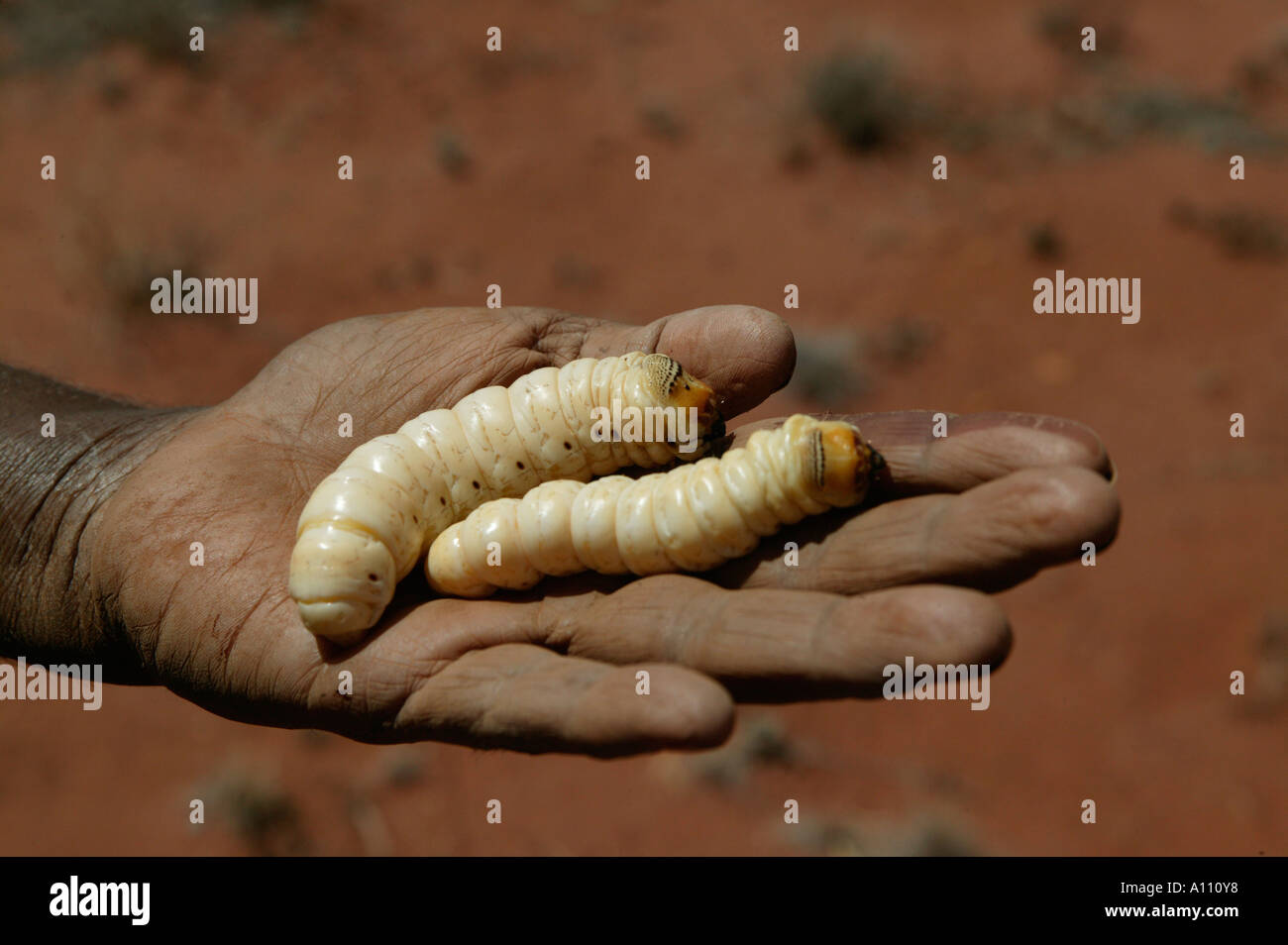 Aborigine-Frau zieht eine Witchetty Grub von der Wurzel des Witchetty Busch, Anangu Pitjantjara Heimat, South Australia Stockfoto