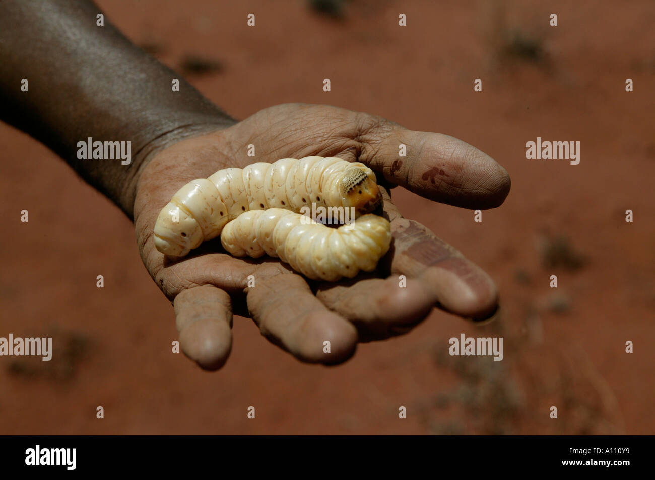 Aborigine-Frau zieht eine Witchetty Grub von der Wurzel des Witchetty Busch, Anangu Pitjantjara Heimat, South Australia Stockfoto