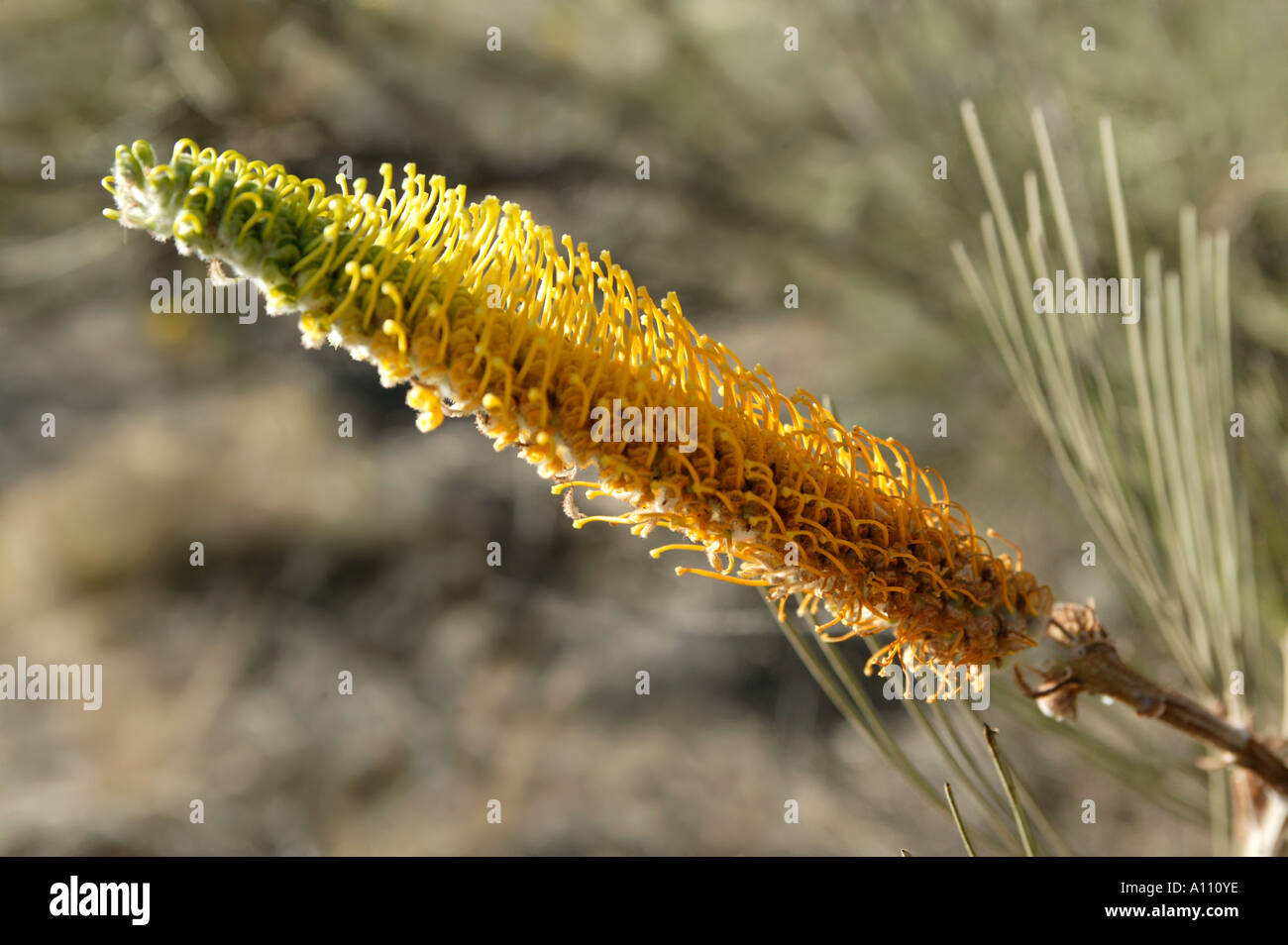 Eine Honig Grevillea Blume deren süßen Nektar als Bush Tucker in das Rote Zentrum Zentralaustralien angesaugt wird Stockfoto