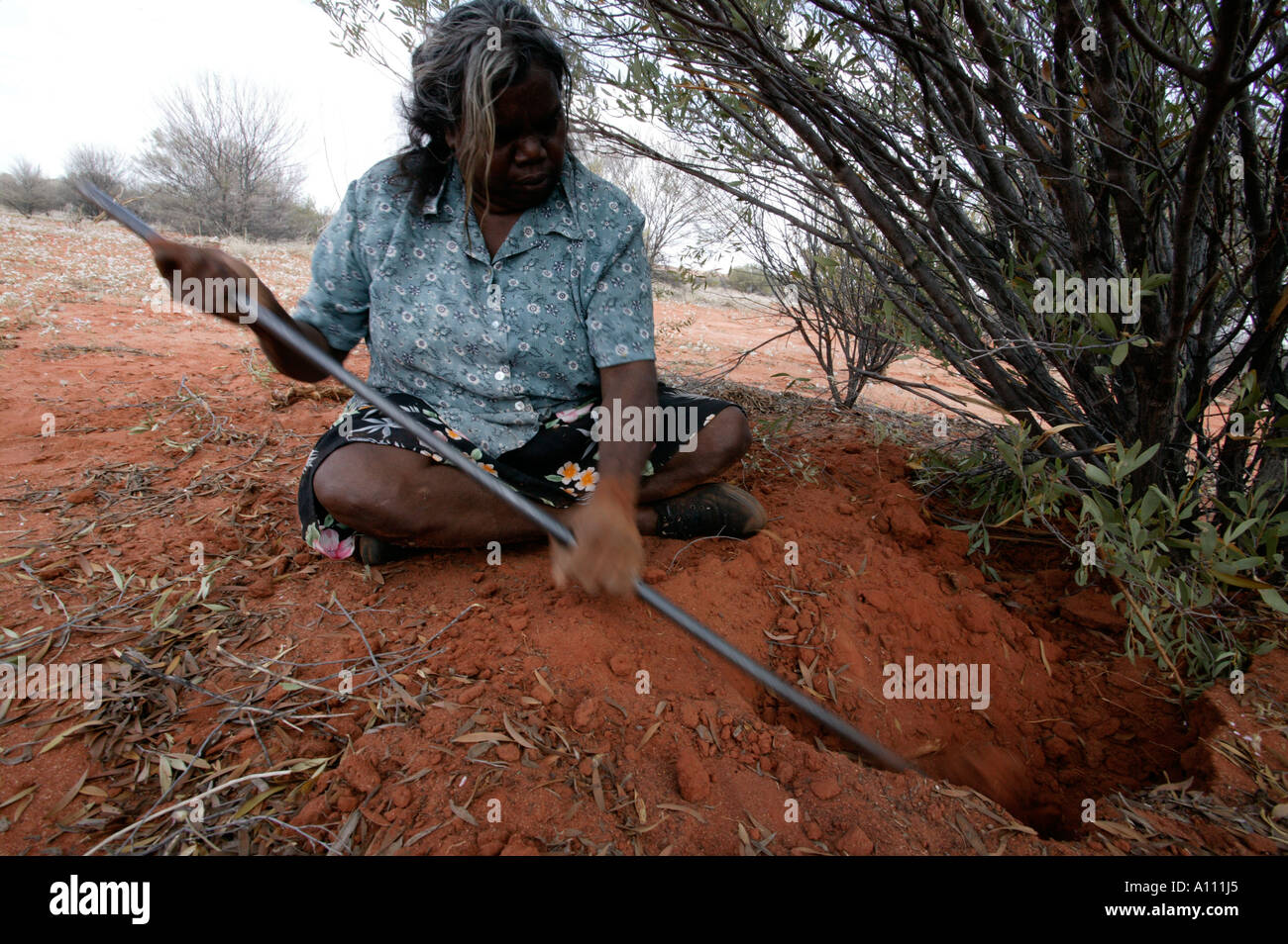 Aborigine-Frau zieht eine Witchetty Grub von der Wurzel des Witchetty Busch, Anangu Pitjantjara Heimat, South Australia Stockfoto