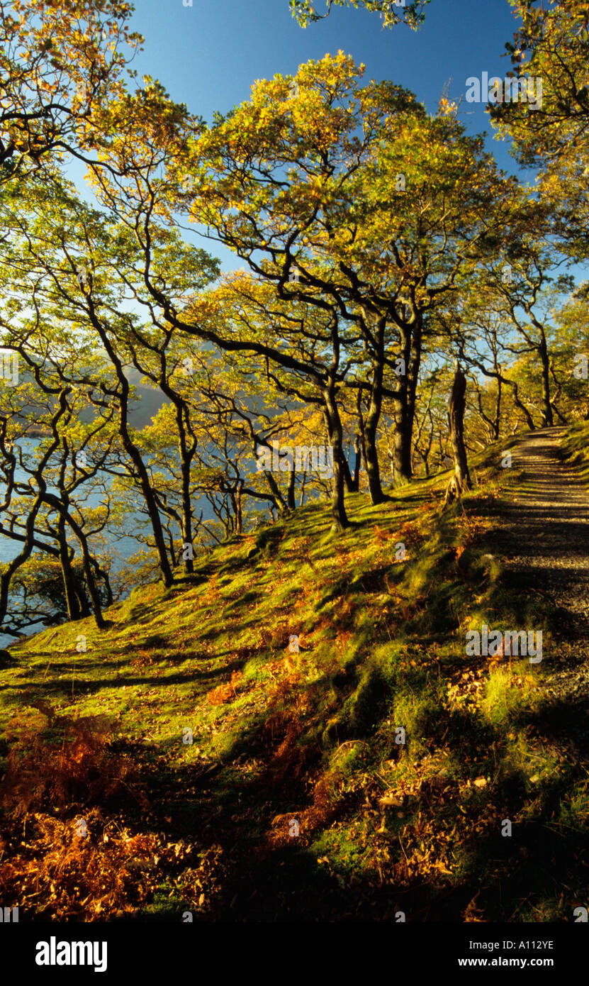 Verdrehte Bäume Crummock Water die Lake District, Cumbria England Großbritannien Stockfoto