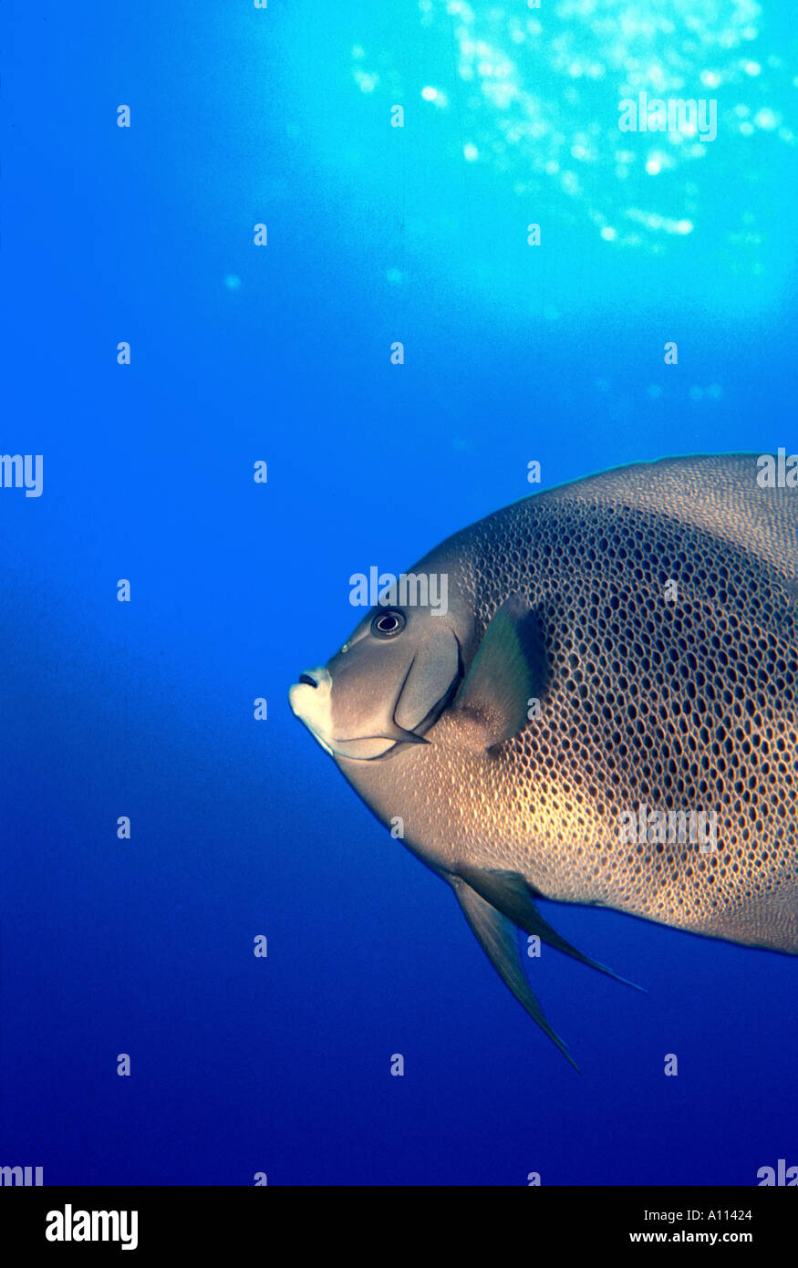 Eine Nahaufnahme von A GRAY KAISERFISCH-Pomacanthus Arcuatus AS es schwimmen durch die blauen Gewässer des THE Karibik Stockfoto