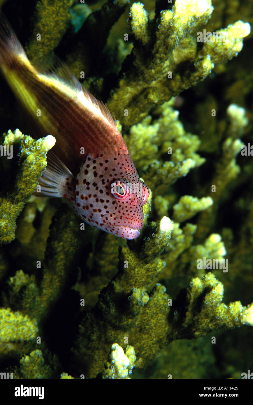 Eine SOMMERSPROSSIGE HAWKFISH Parracirrhites Forstei SITZSTANGEN auf einige harte Korallen ON A Riff IN PAPUA NEUGUINEA Stockfoto