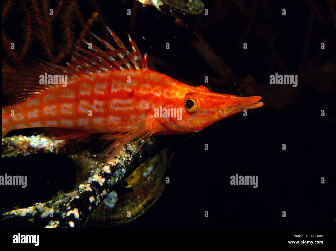 DIE RÜCKENFLOSSE von dieser kleinen Bernstein LONGNOSE HAWKFISH Oxycirrhites Typus FLARES AS wir finden seine versteckt Platz IN das Rote Meer Stockfoto