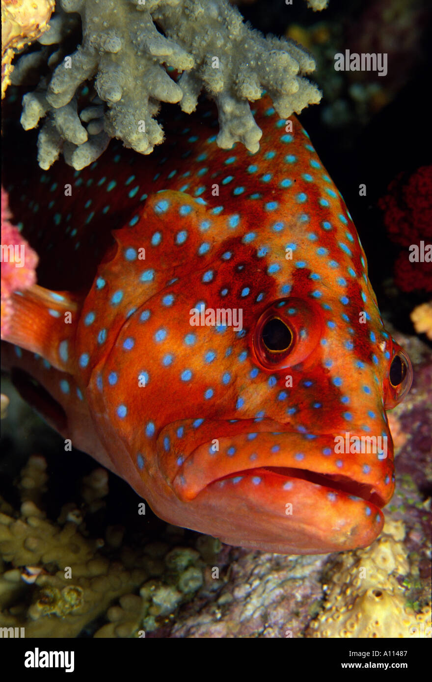 Eine Koralle Zackenbarsch Cephalopolis Miniata mit seine lebendige blau SPOTS LUGT, neugierig aus seine versteckt Ort inmitten der Korallen Stockfoto