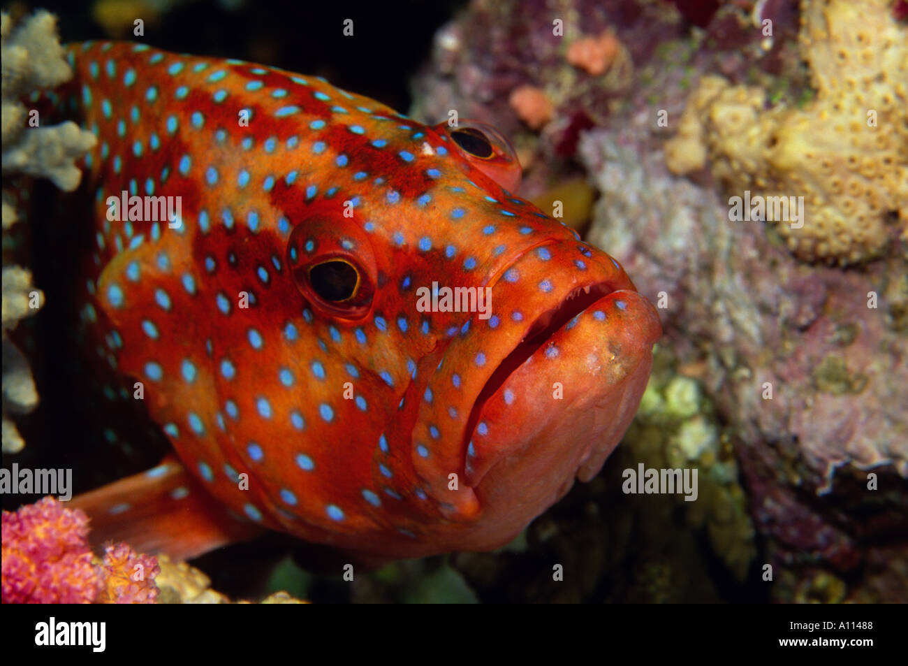 AVIBRANTLY farbige Korallen Zackenbarsch Cephalopolis Miniata LUGT, neugierig aus seiner versteckt Ort inmitten der Korallen Stockfoto