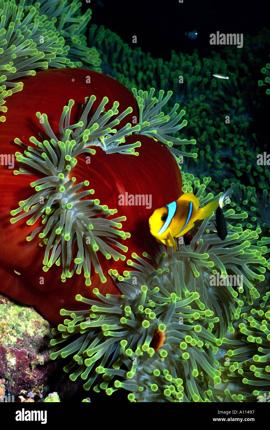 Ein zwei-BAND ANEMONENFISCHEN Amphiprion Bicinctus IN THE RED KUSCHELT neben seiner bunten rot HOST SEEANEMONE Stockfoto