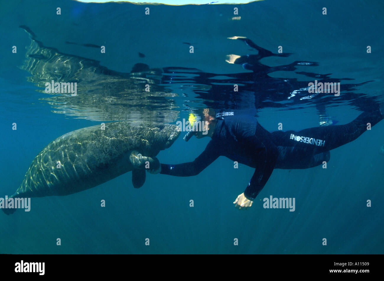 Eine männliche SCHNORCHLER hat A persönliche Begegnung mit A YOUNG Manati Trichechus Manatus IN THE WATERS OF THE CRYSTAL RIVER Stockfoto