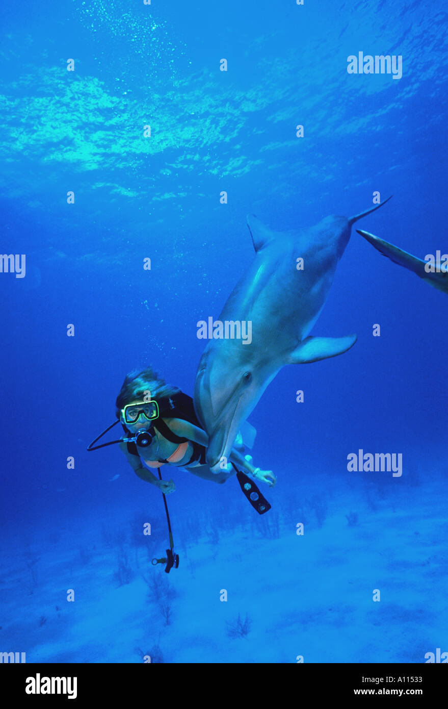 Eine weibliche Taucher schwimmt neben AN ATLANTIC Flasche Nase Delphin Tursiops Truncatus IN den BAHAMAS Stockfoto