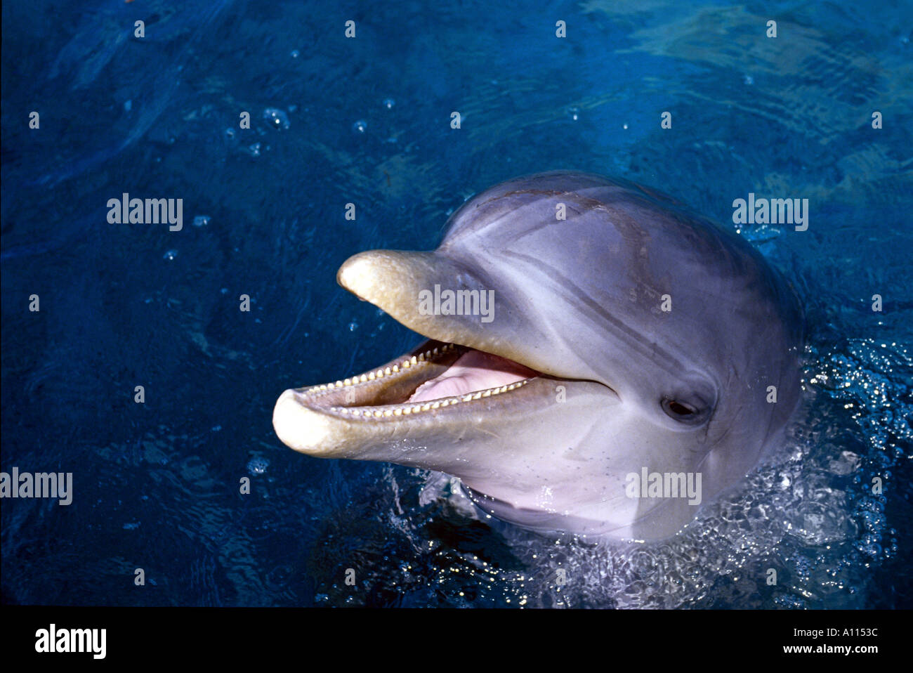 Nahaufnahme von THE Gesicht und Zähne von A Flasche Nase DOLPHIN Tursiops Truncatus IN den BAHAMAS Stockfoto