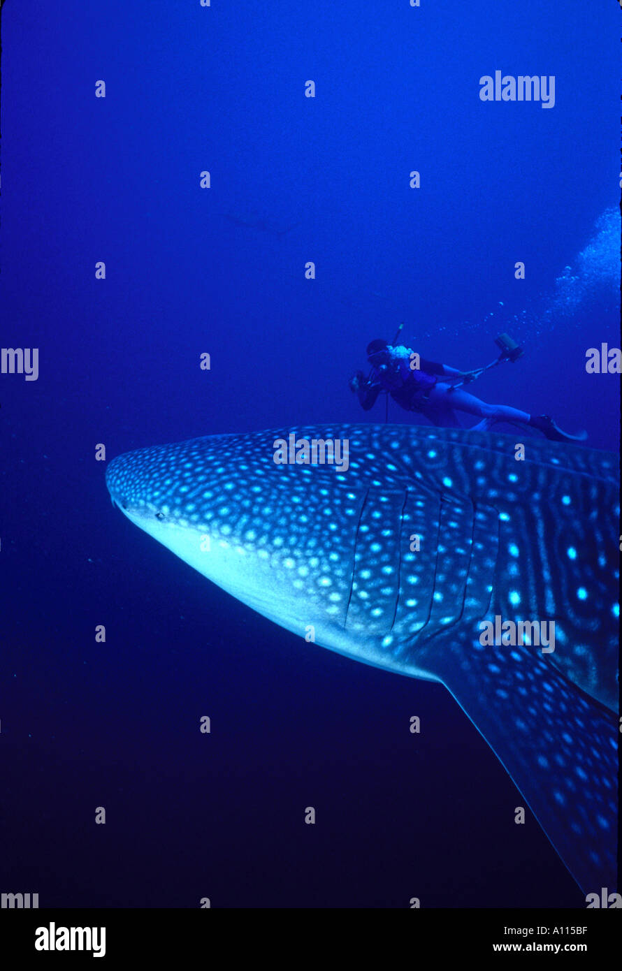 Ein Taucher ist in den Schatten gestellt durch A großen Walhai Rhicodon Typus IN den Pazifischen Ozean in der Nähe von COCOS ISLAND Stockfoto