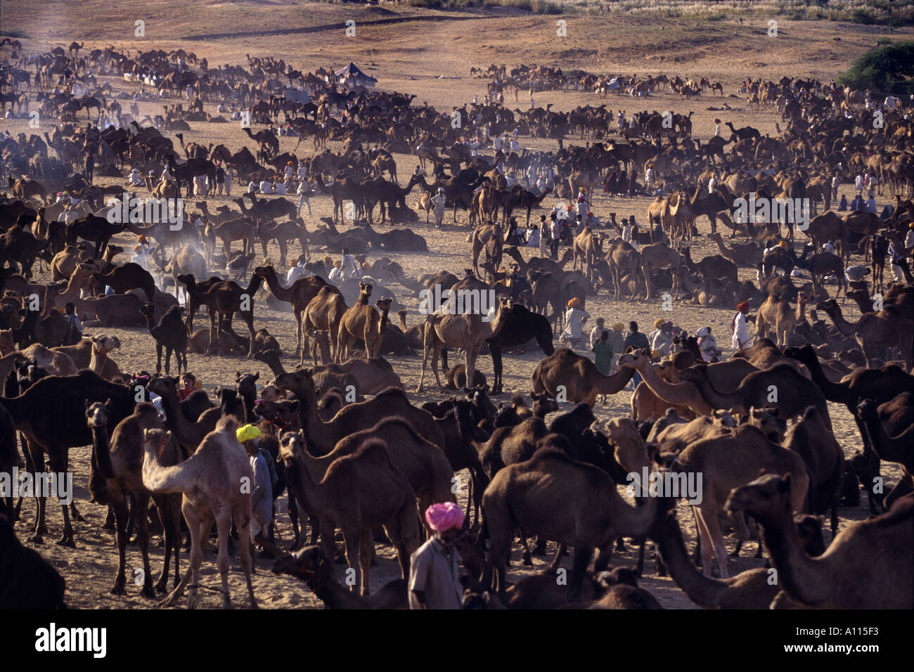 Kamele in Pushkar Fair Pushkar Rajasthan Indien Stockfoto