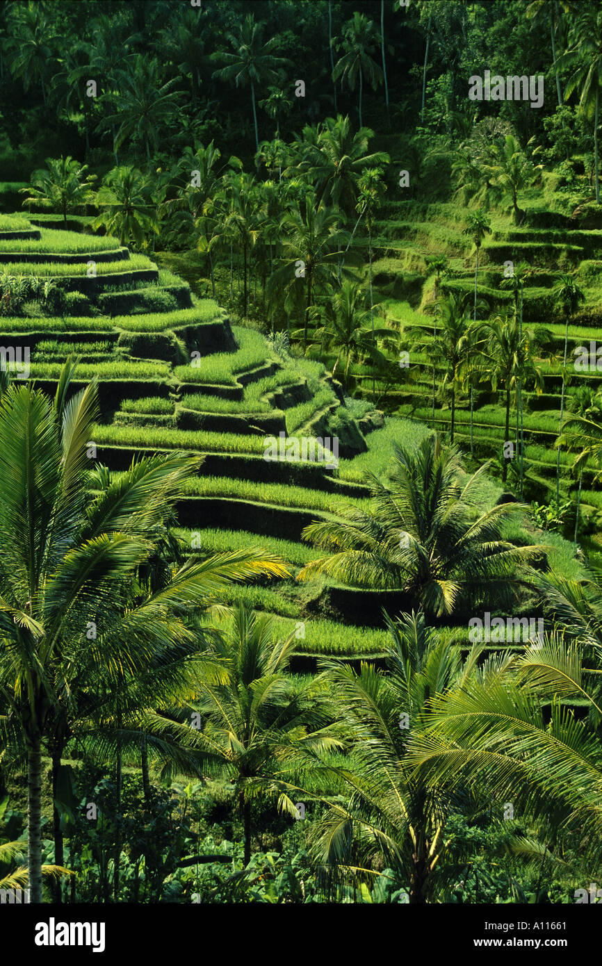 Terrassierte Reisfelder Bali Indonesien Stockfoto