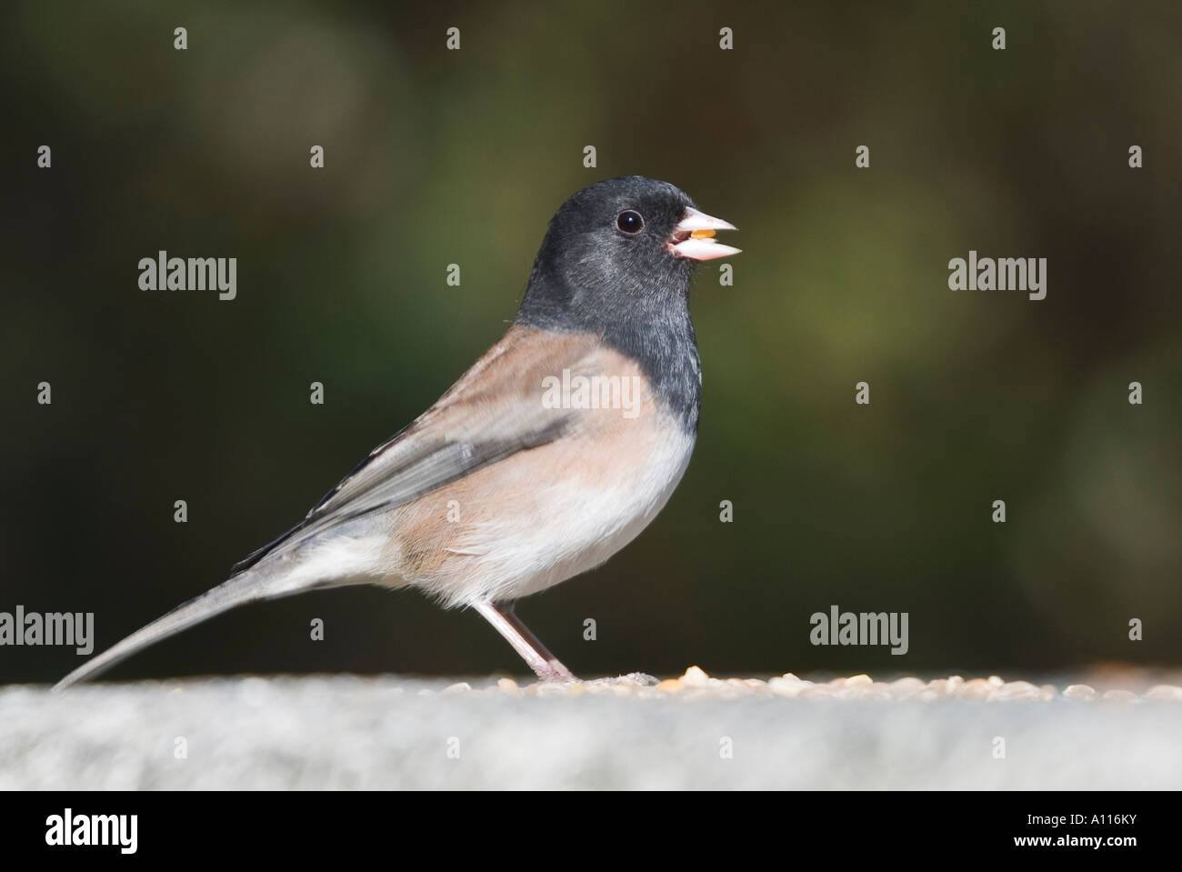 Dunkel-gemustertes Junco Stockfoto