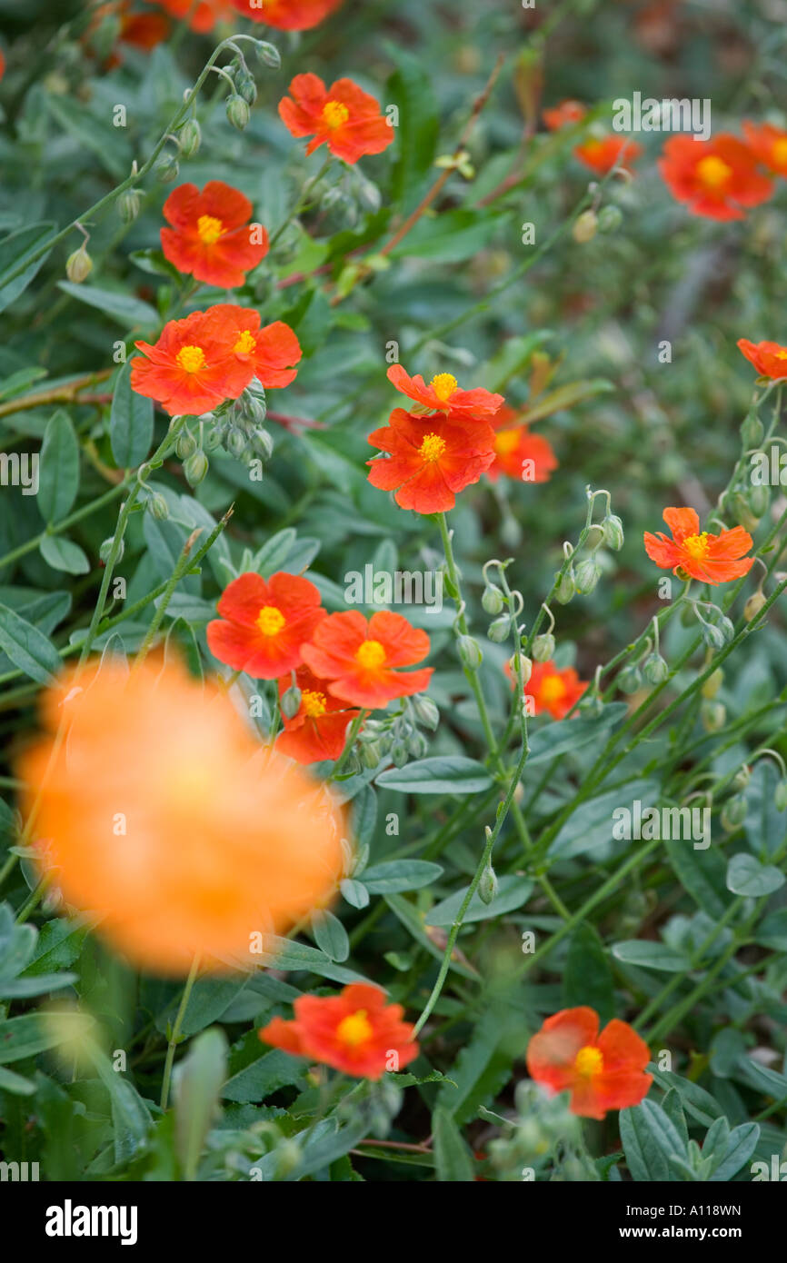 Helianthemum Fire Dragon Stockfotografie - Alamy