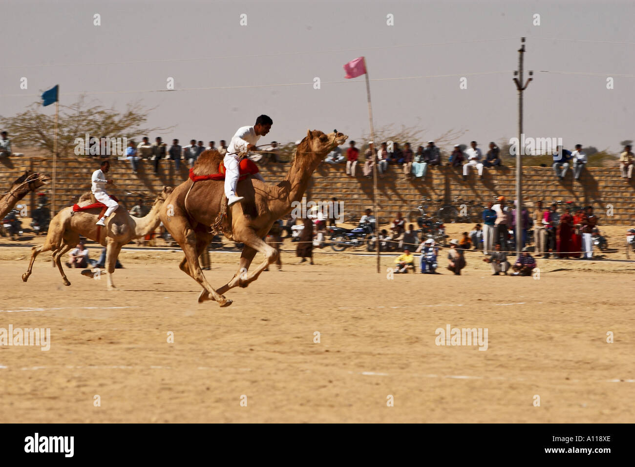 Camel Race, Desert Festival, Jaisalmer, Rajasthan, Indien, Asien Stockfoto