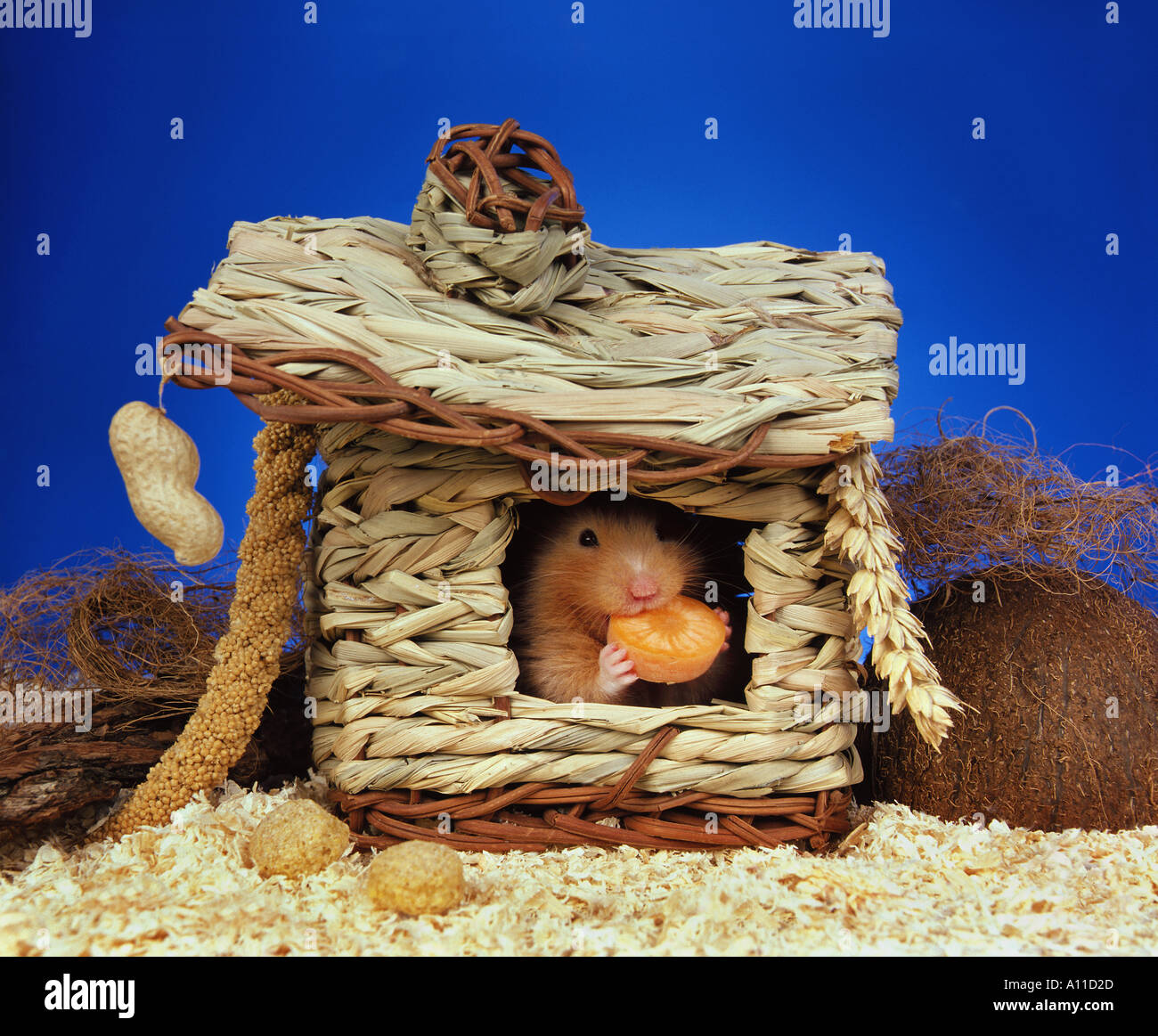 Goldhamster golden Hamster in seinem kleinen Haus sitzt und isst ein Stück kleine Karotte Studio Stockfoto