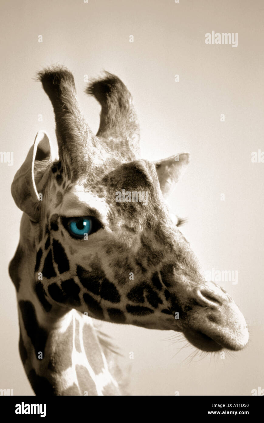 Porträt einer Giraffe mit blauen Augen Stockfoto