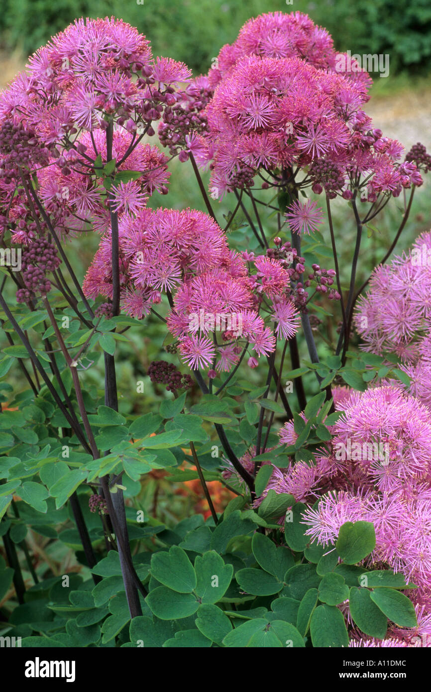 Thalictrum Aquilegifolium 'Purpureum' Stockfoto