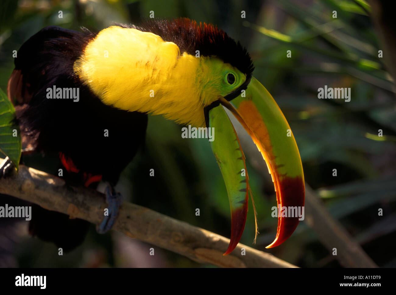 Keel-Billed Toucan, Ramphastos sulfuratus, Toucan, Tukane, tropische ...