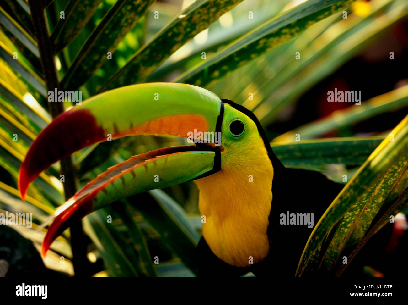 Keel-Billed Toucan, Ramphastos sulfuratus, Toucan, Tukane, tropische ...