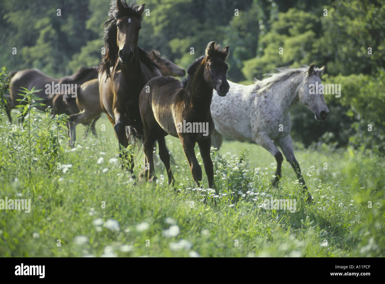 Mischlingshund Stuten und Fohlen laufen durch Feld von Wildblumen Stockfoto