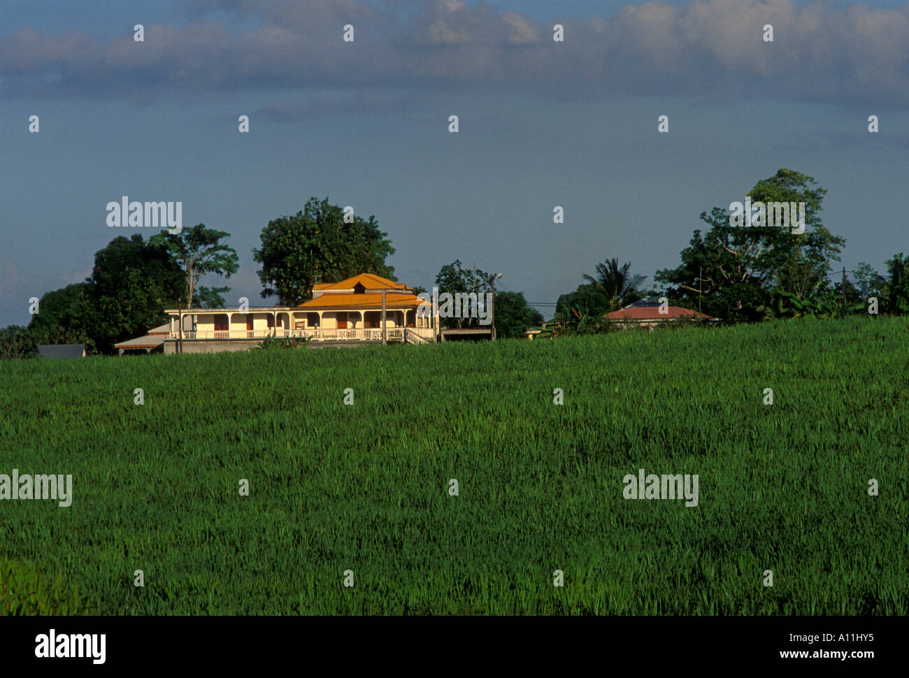 Zuckerrohrplantage, Sainte-Rose, Basse-Terre, Insel Basse-Terre, Guadeloupe, Französische Antillen, Frankreich Stockfoto