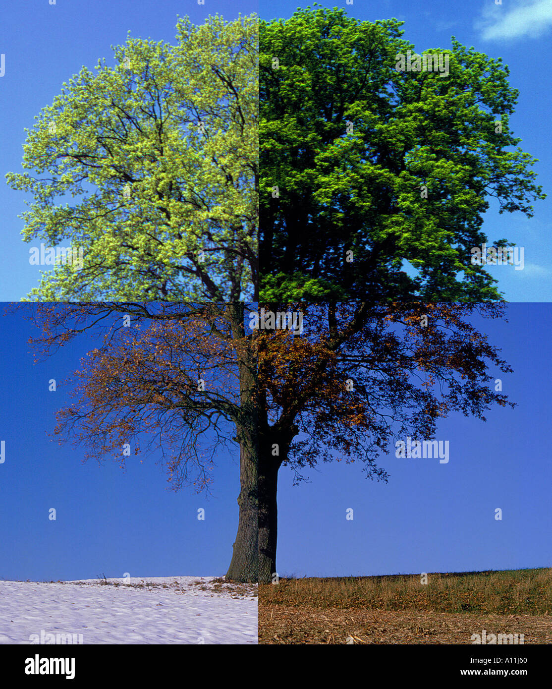 Eiche 4 Jahreszeiten vier Jahreszeiten auch bei Alamy AGG91D AGG91A AGG917 AGG915 sehen. Foto: Willy Matheisl Stockfoto