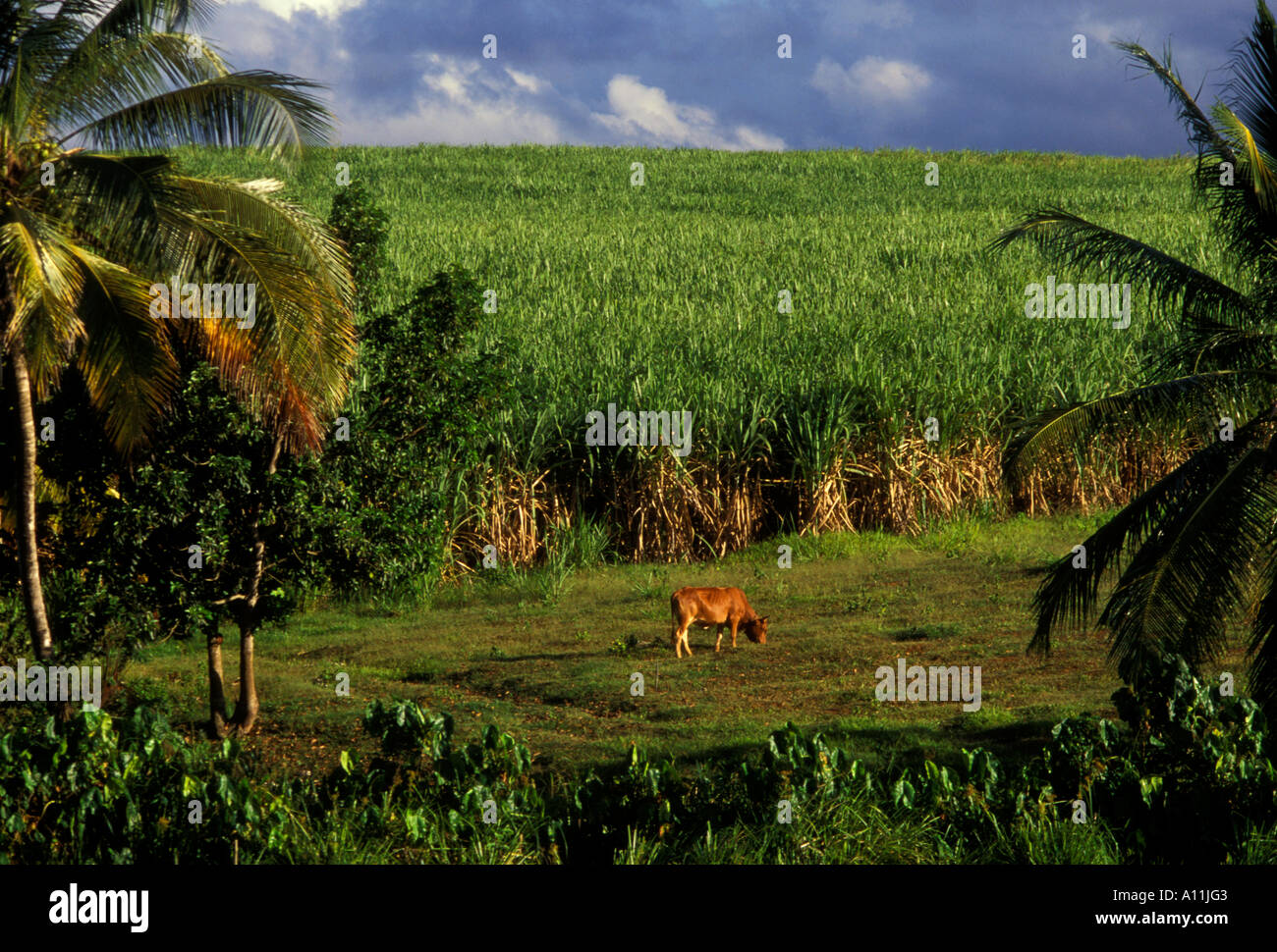 Kuh, Weide, Zuckerrohr Plantage, Sainte-Rose, Basse-Terre, Insel Basse-Terre, Guadeloupe, Französische Antillen, Frankreich Stockfoto
