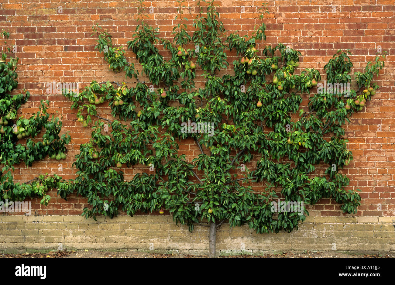 Birne 'Conference', ausgebildet, Wand Ventilator, Pyrus, Spalier, Mauer