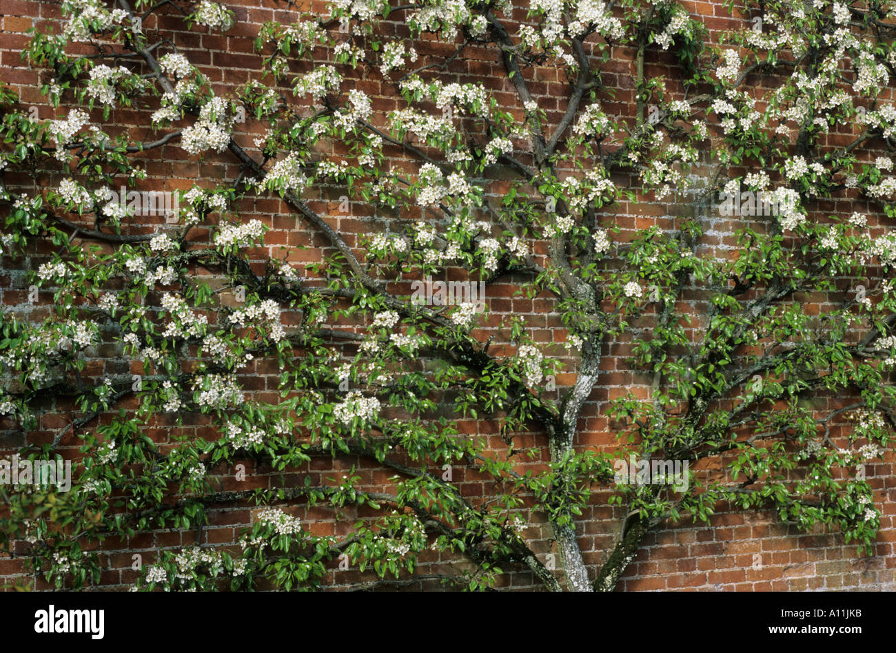 Birne 'Mrs Seddon', Blüte, Ventilator Stockfoto