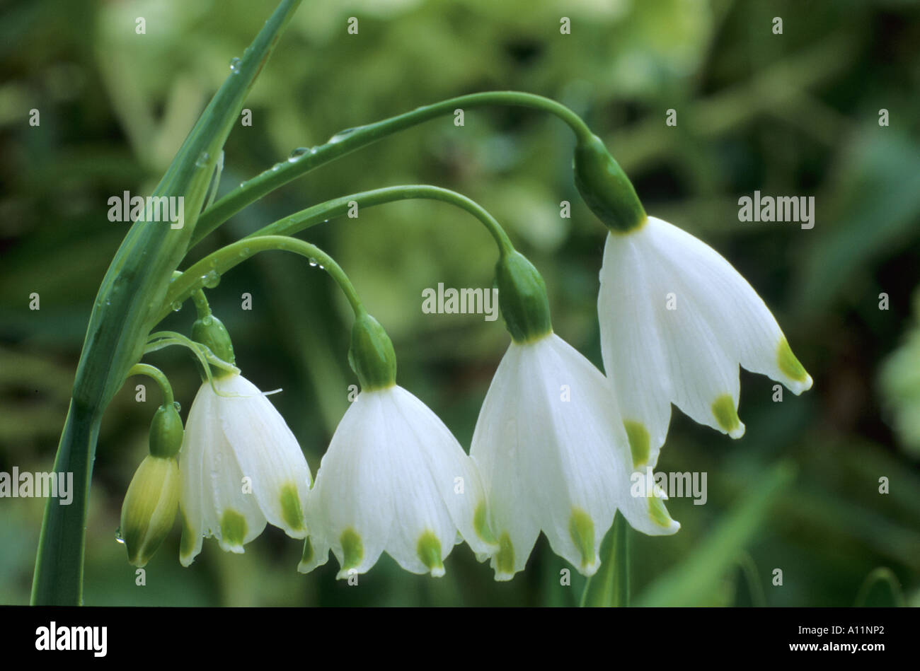 Leucojum Aestivum 'Gravetye Giant', Schneeflocke, Frühling Zwiebel, weiße grüne Blume, Gartenpflanze leucojums Stockfoto