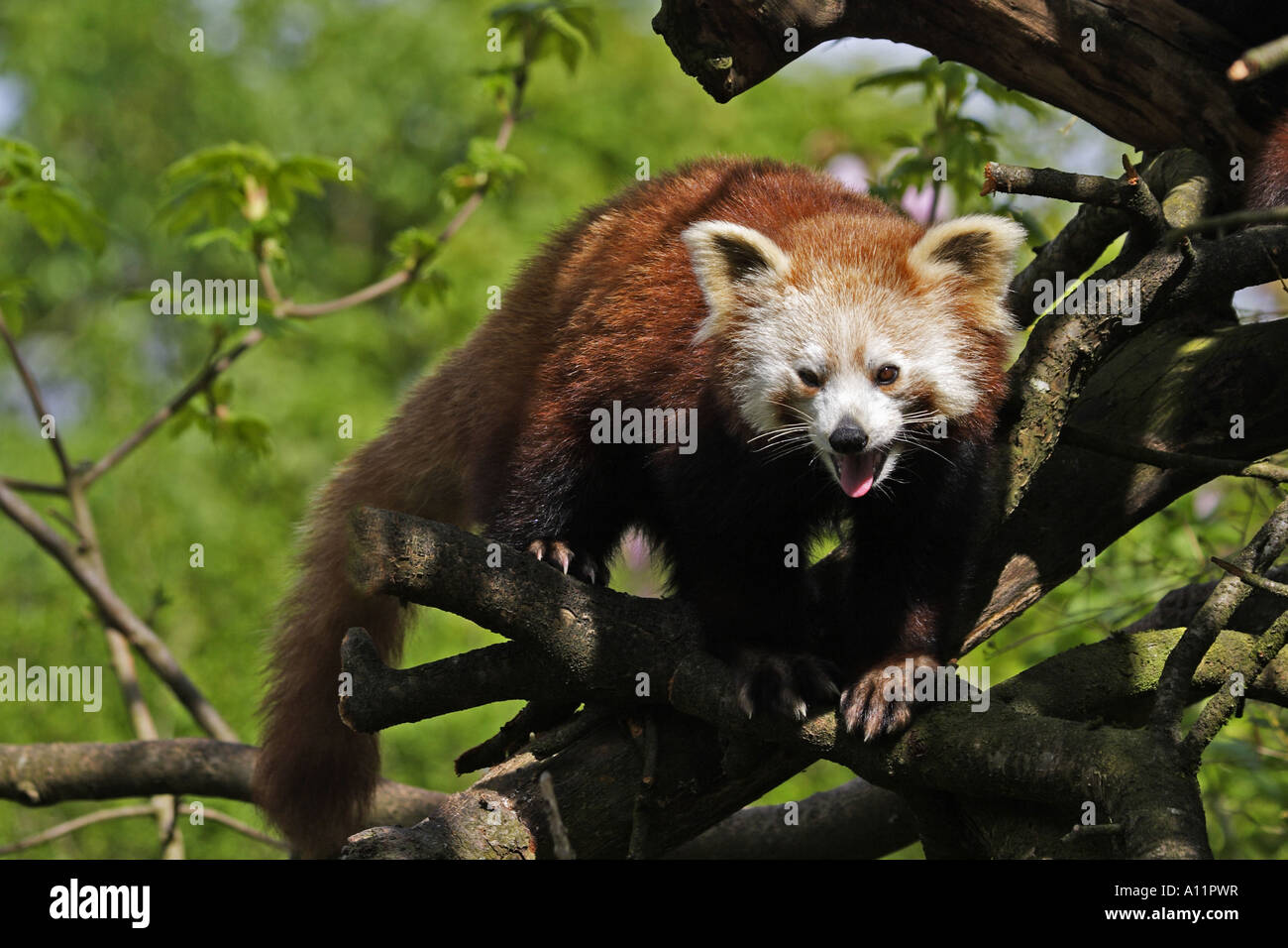 Panda bar -Fotos und -Bildmaterial in hoher Auflösung – Alamy