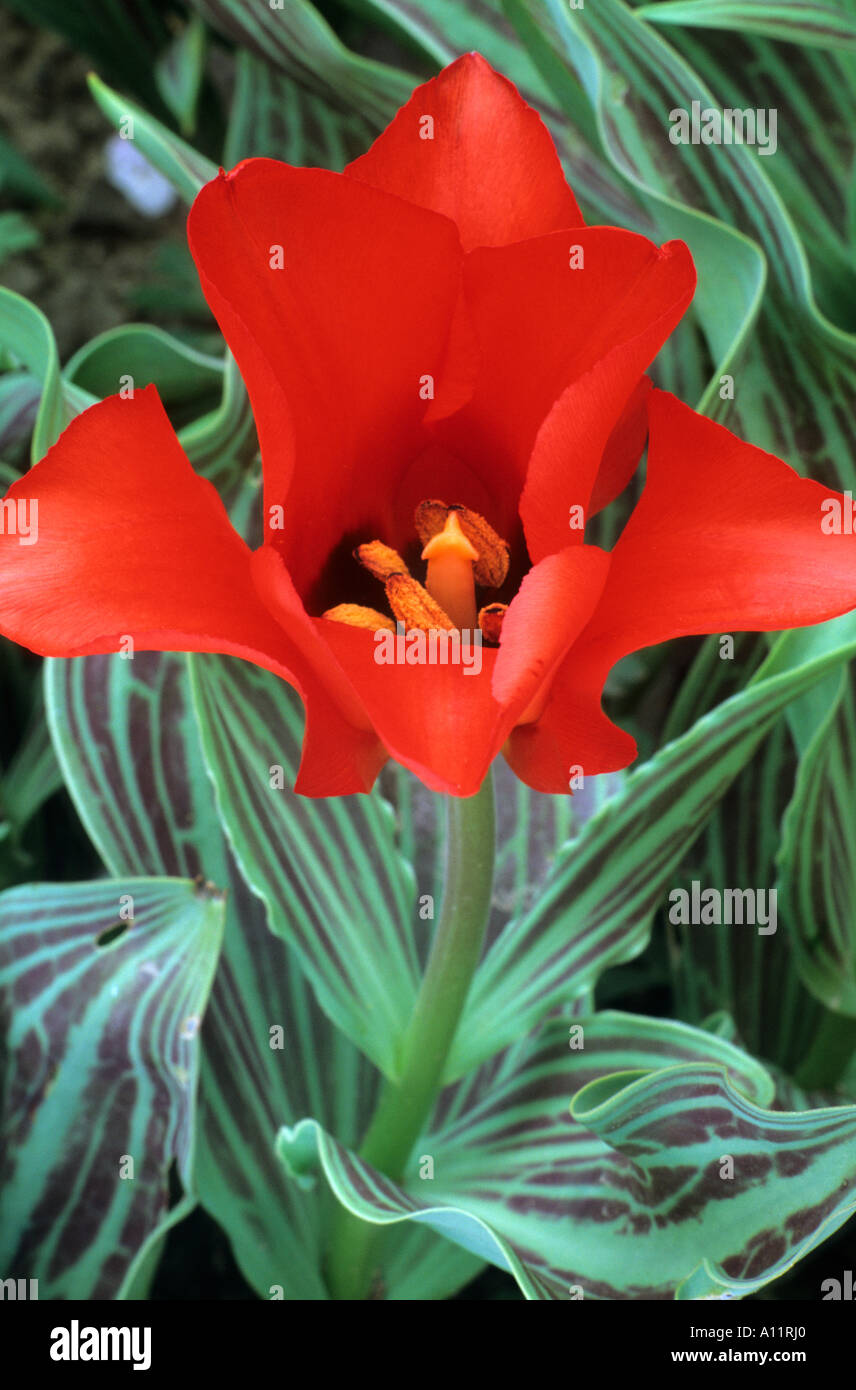 Tulipa "Red Riding Hood" Frühjahr blühen, Birne, rote Blumen, Gartenpflanze, Div.14, AGM, gestreifte Blätter, Tulpe Tulpen Stockfoto
