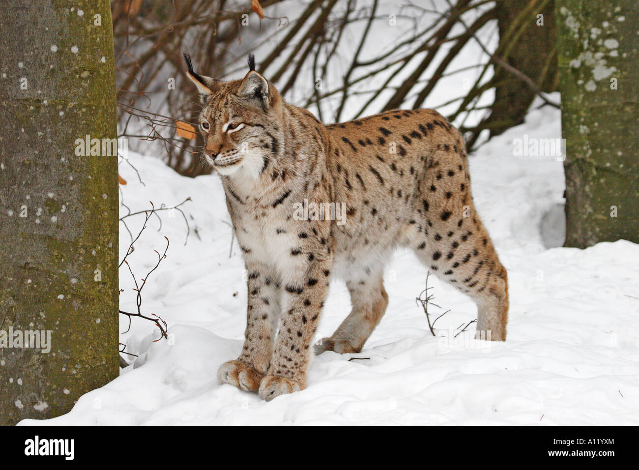 Luchs, Lynx Luchs (Felis Lynx) Stockfoto