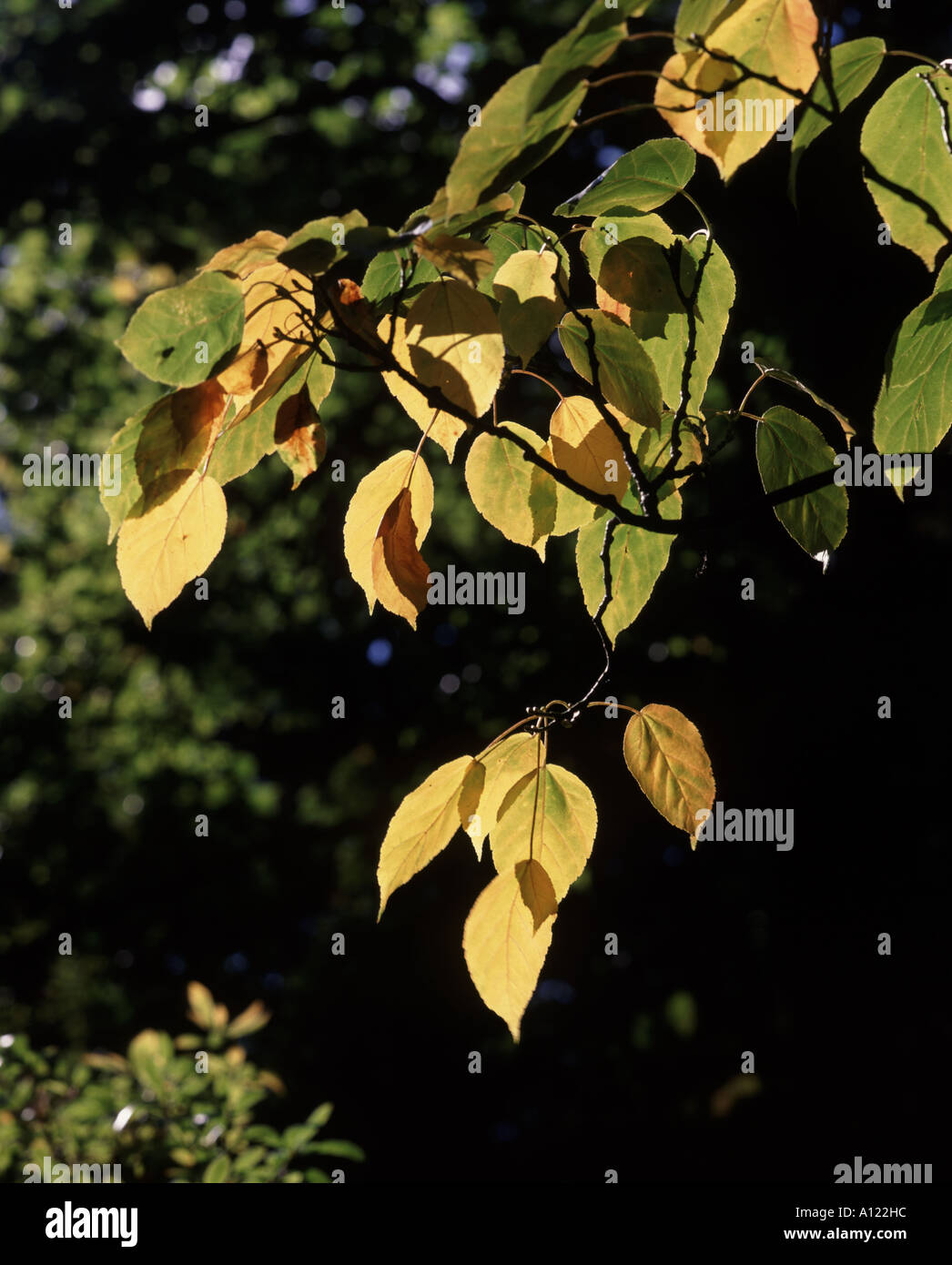 Die Farben der Bäume im Herbst im Westonbirt Arboretum in der Nähe von Tetbury eine der besten Sammlungen von Baum der Welt Stockfoto