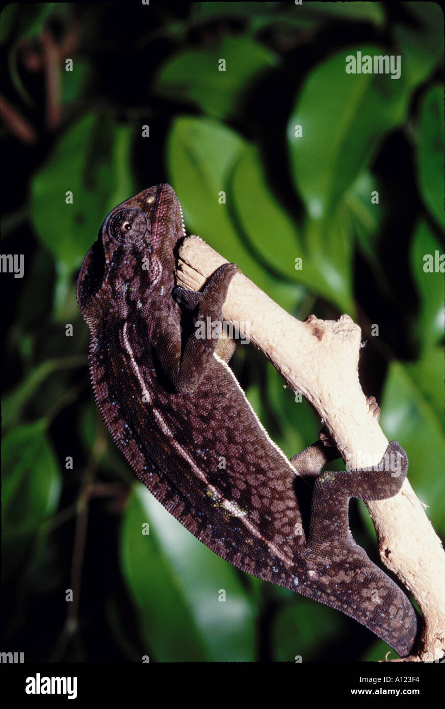 Reptilien Chamäleon Teppich oder Jeweled Chameleo lateralis Stockfoto