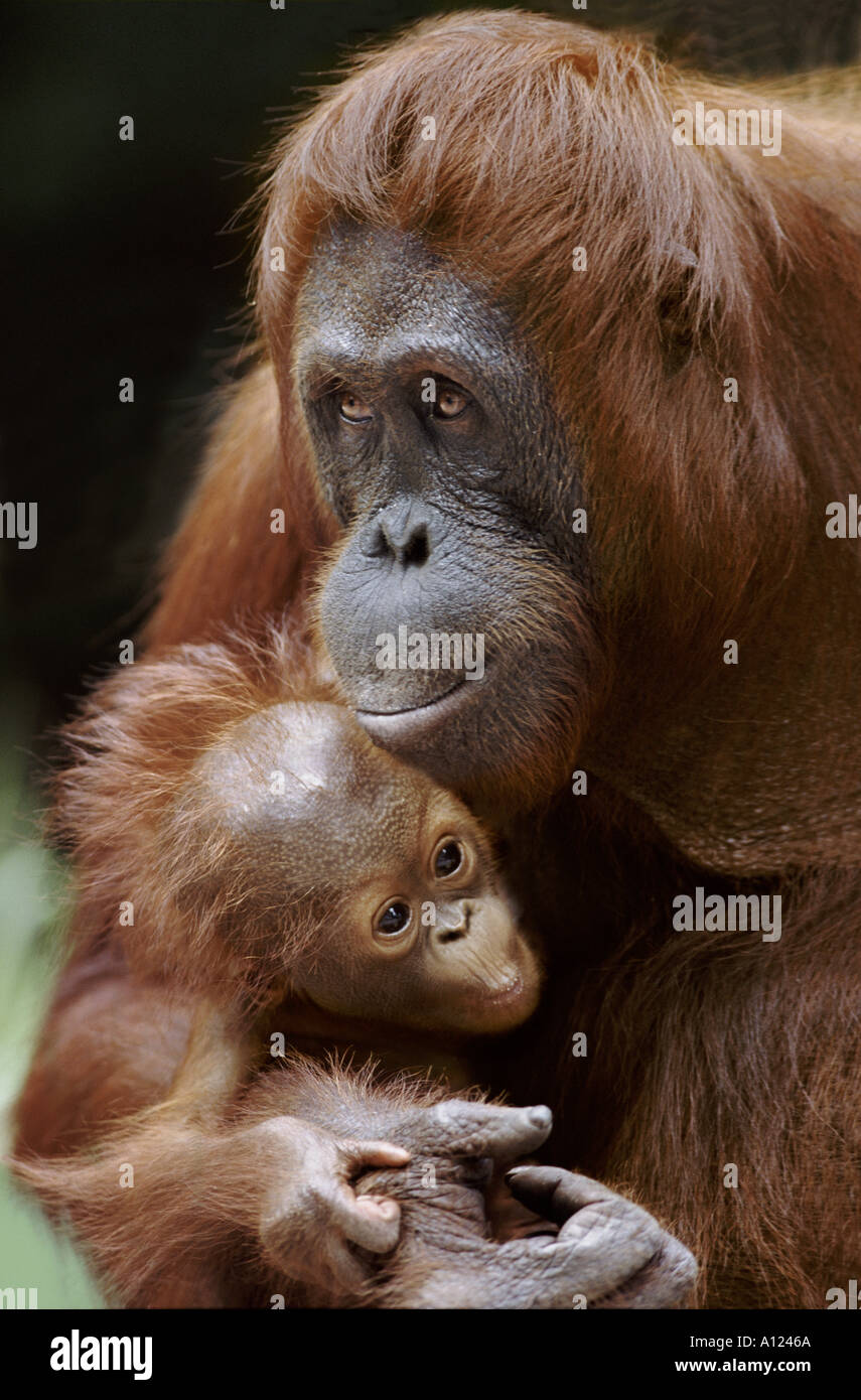 Orang Utan Mutter und Baby Tanjung Puting Borneo Stockfoto